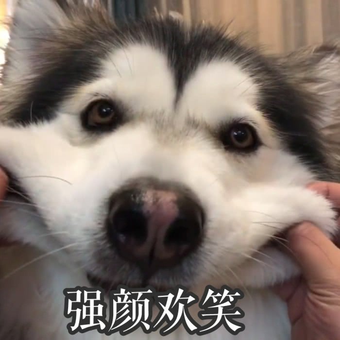 条干净的阿拉斯加出来了,主人一看到店员都愣住了,一副委屈快哭的表情