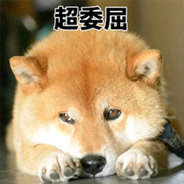 大黄狗晚上一直在叫主人太困没有理会结果第二天懵了