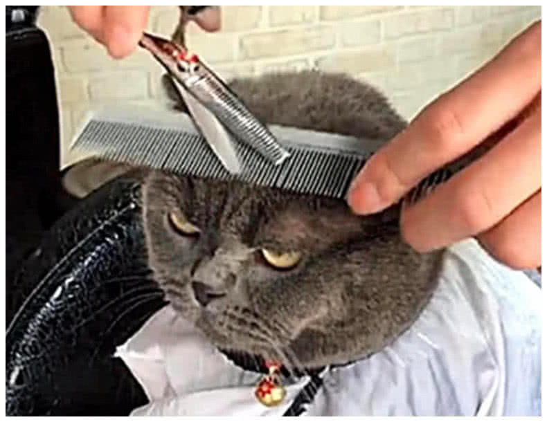 带蓝猫剪头发它竟然做出这个表情