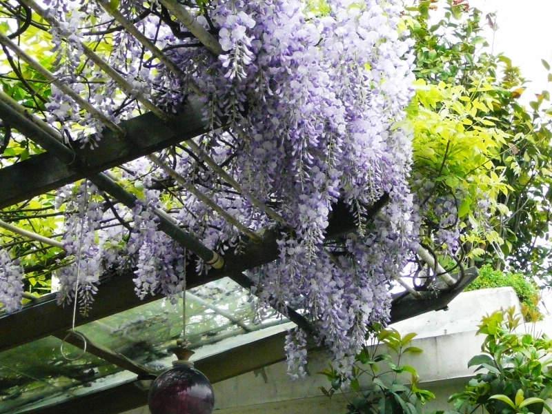 屋顶花园上的紫藤瀑布美得冒泡