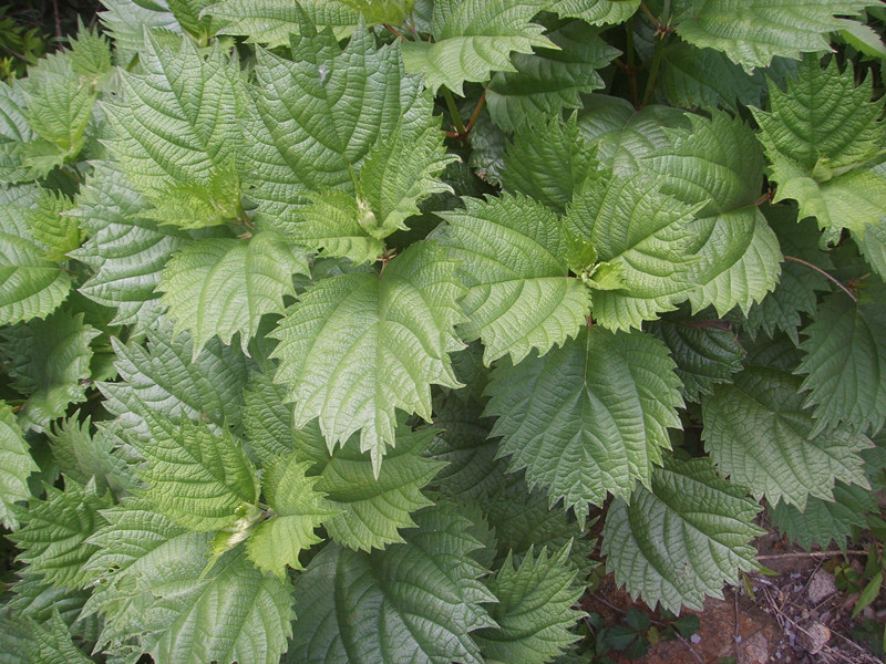 农村这种野生的植物浑身是刺有毒却有悠久的药用历史