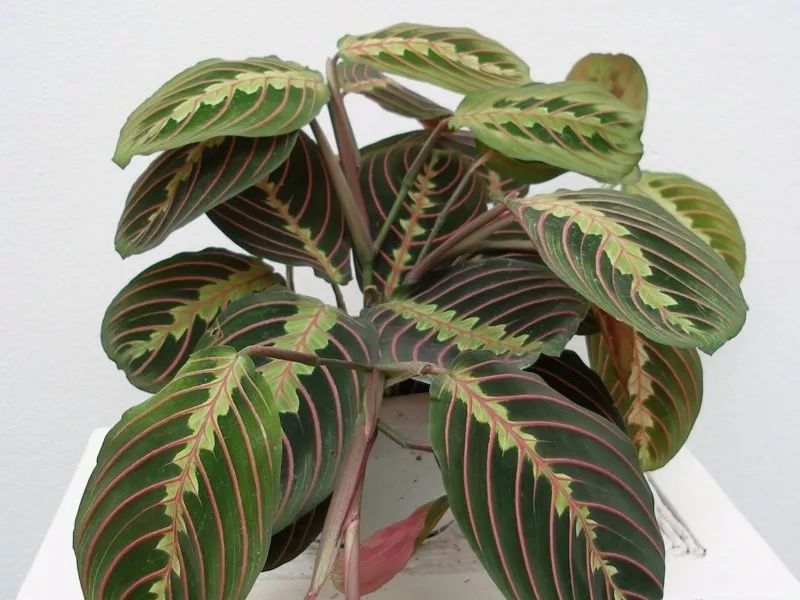 观赏竹芋的品种非常多,它们是种非常有趣的植物,白天叶子会展开,夜晚