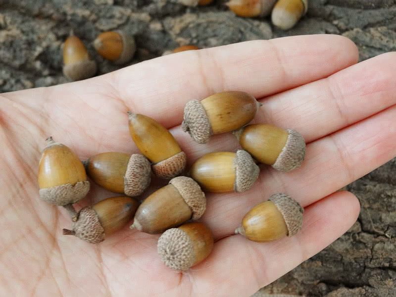 山里这种野果就快熟了过去当陀螺玩却不知用它酿酒是极品