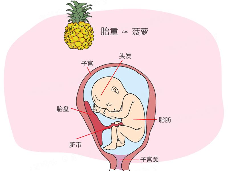 孕期40周指南:怀孕第25周 宝宝第1次睁开眼|宝宝|胎儿|绒毛_新浪新闻
