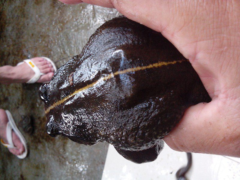 那么说到了蛙类,不得不说其中的王者--棘胸蛙,又名为石蛙,在我国国内