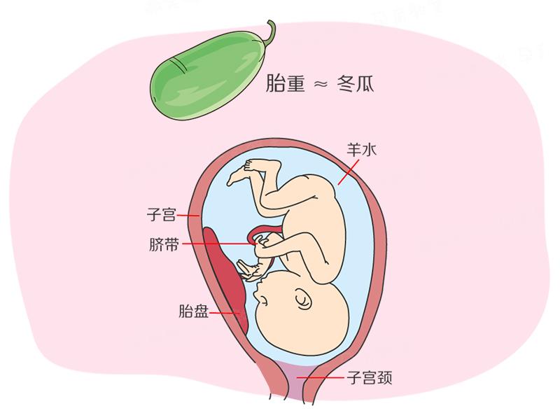 孕期40周指南:怀孕第37周 胎儿已经足月了