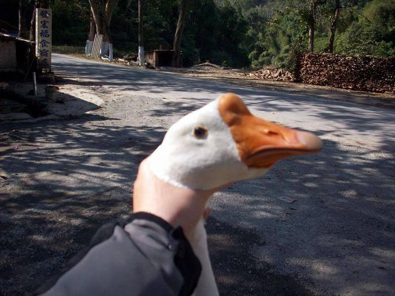 在农村这种生物被称为家禽界的扛把子却始终逃不过被宰的命运