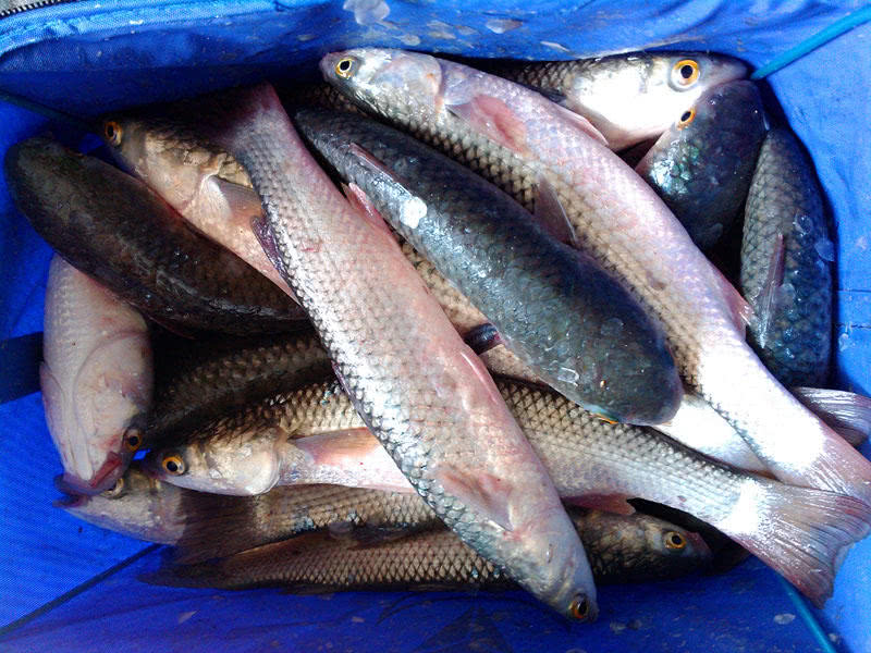 春季海钓梭鱼,民间有"食用开凌梭,鲜得没法说"