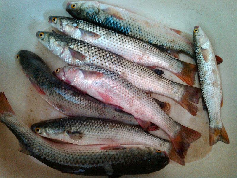 春季海钓梭鱼,民间有"食用开凌梭,鲜得没法说"