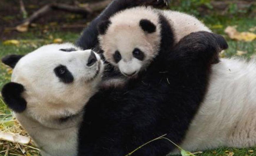 大熊猫在动物界中是个什么样的地位说出来你都不敢信