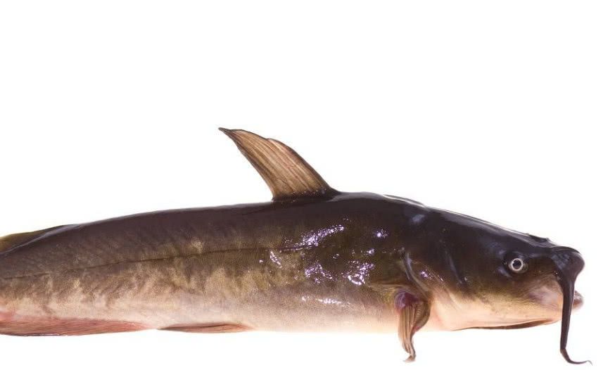 生活在印度恒河的鲶鱼,究竟有多可怕呢?印度人都不敢吃