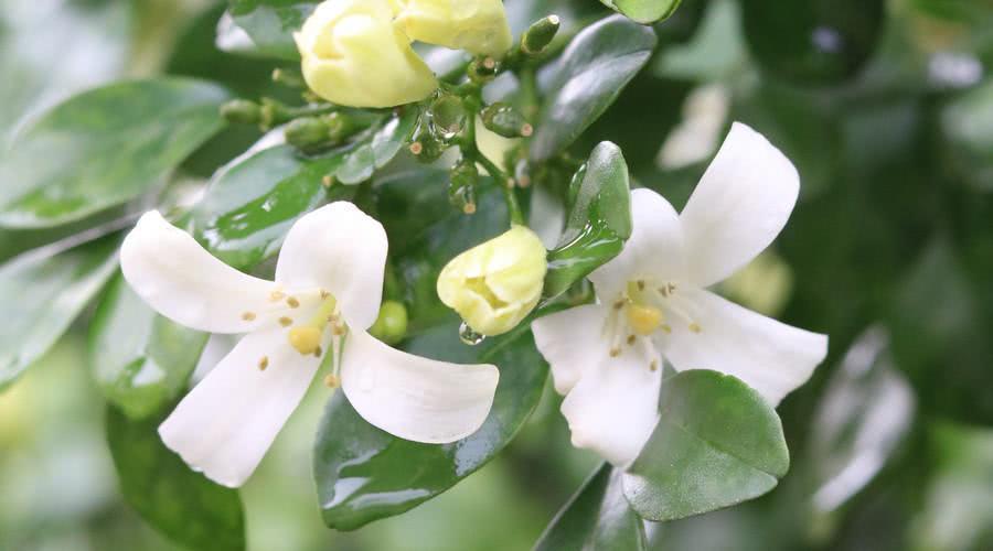 农村这种植物,开花后有种独特清新气味,欣赏价值和用途也不少