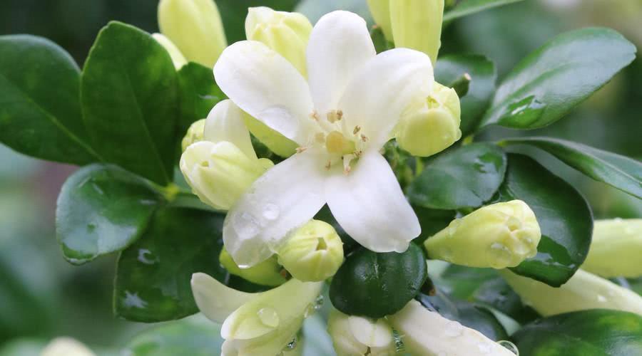 农村这种植物,开花后有种独特清新气味,欣赏价值和用途也不少