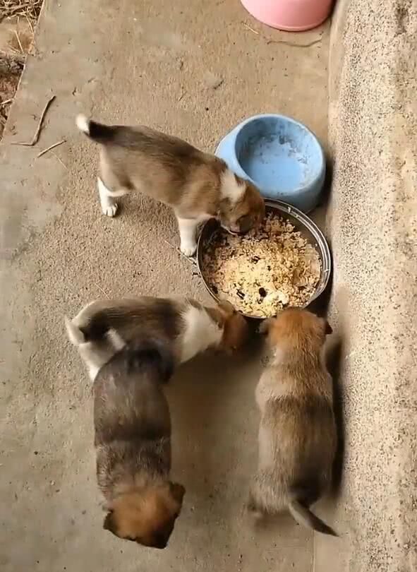 四只小土狗抢饭吃,主人说没人领养,条件不好养不下去