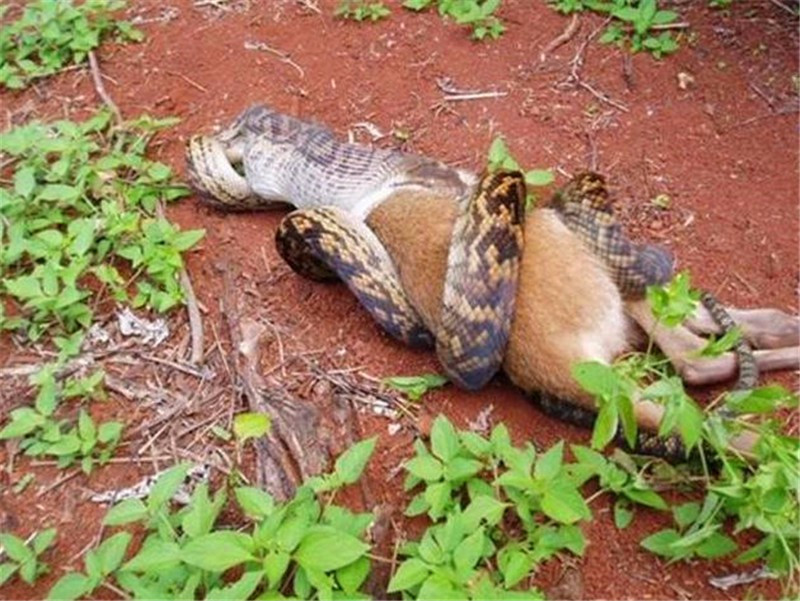 蟒蛇试图吞下比自己体型大几倍的袋鼠,到最后,肚皮都快要炸了