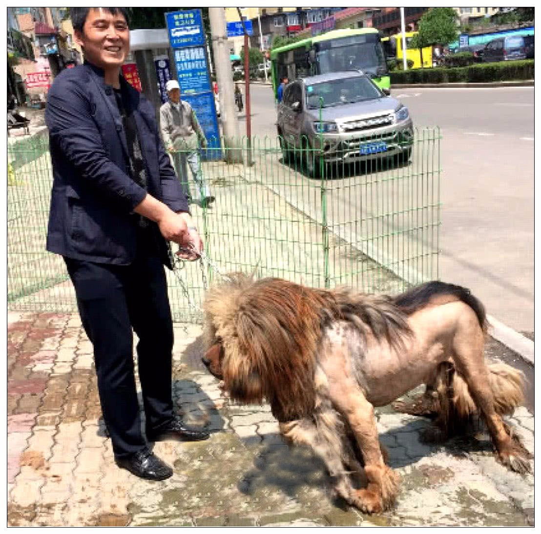 看完这只藏獒被剃完毛的样子,能忍住不笑的话,你就算真的厉害了,这