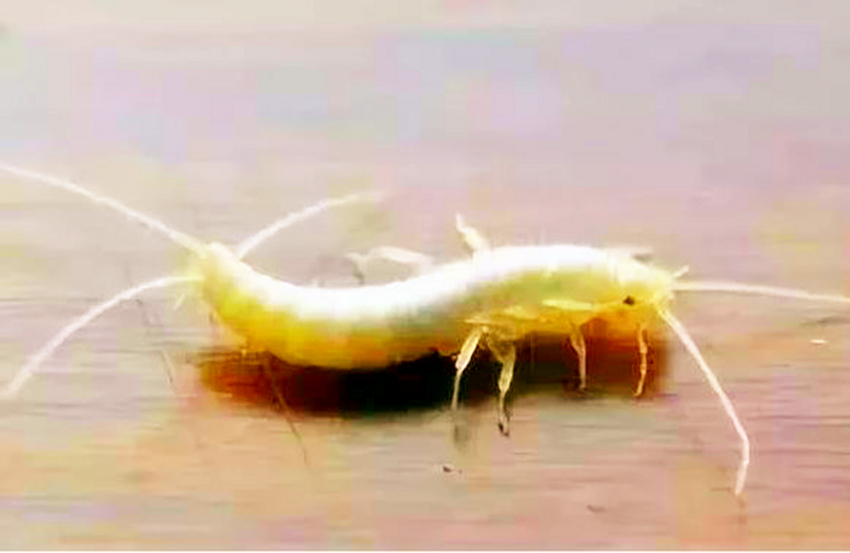 《白蛇传》应当改名?相比白蛇的传说,雷峰塔下的白蜈蚣更离奇!