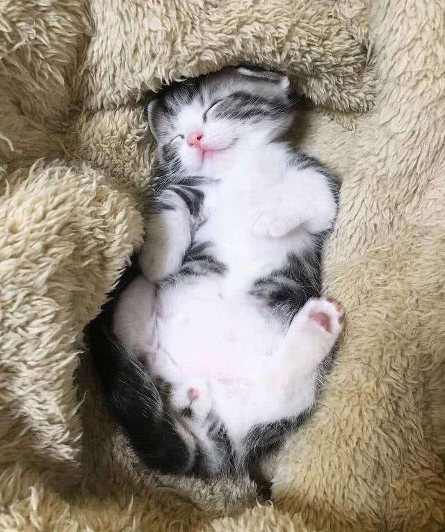 只好使出绝招, 主人彻底被征服|主人|小猫咪|撒娇_新浪新闻