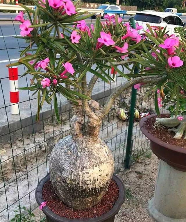 沙漠玫瑰|肚子|大肚子_新浪新闻