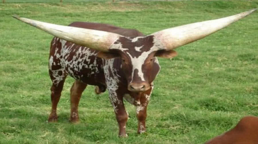 非洲最高贵的牛,一对牛角就可以把人送上天,需要用枪保护