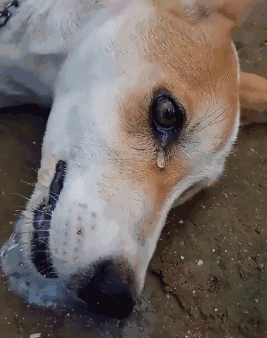 煽情感动,看完让你想哭,人狗情未了
