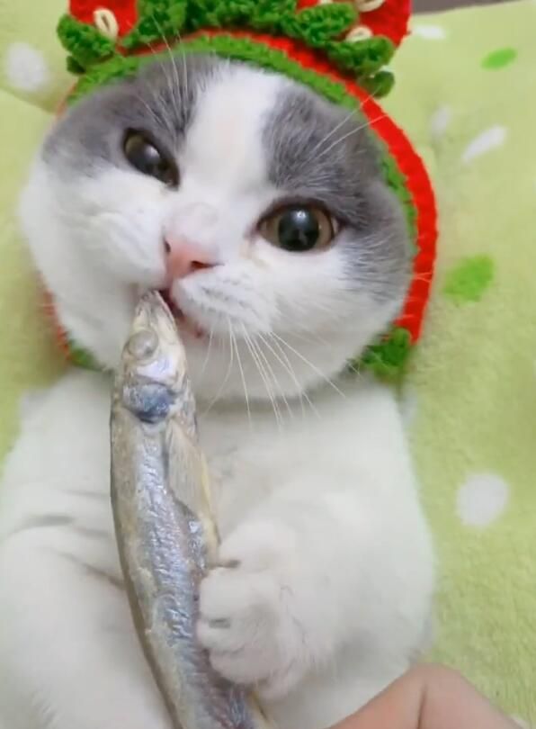 小猫咪吃上鱼干,双手抱着咬,眼睛眯上让人萌出一脸血
