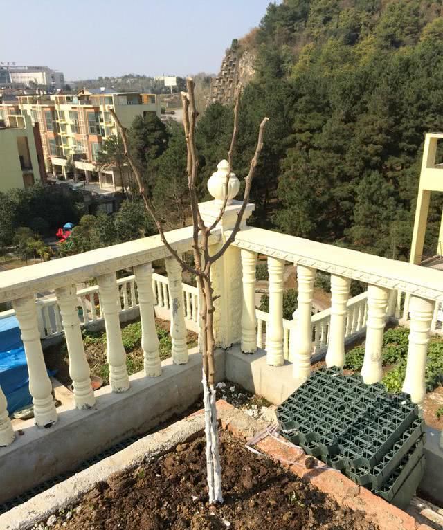 另外楼顶种树还需要考虑到楼板承重的问题,不适合种植大型果树,可以先
