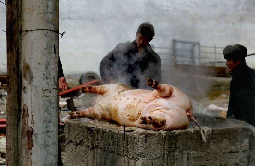 农村杀猪时,猪身上这样东西为啥农民都抢着要?老农:有大作用呢