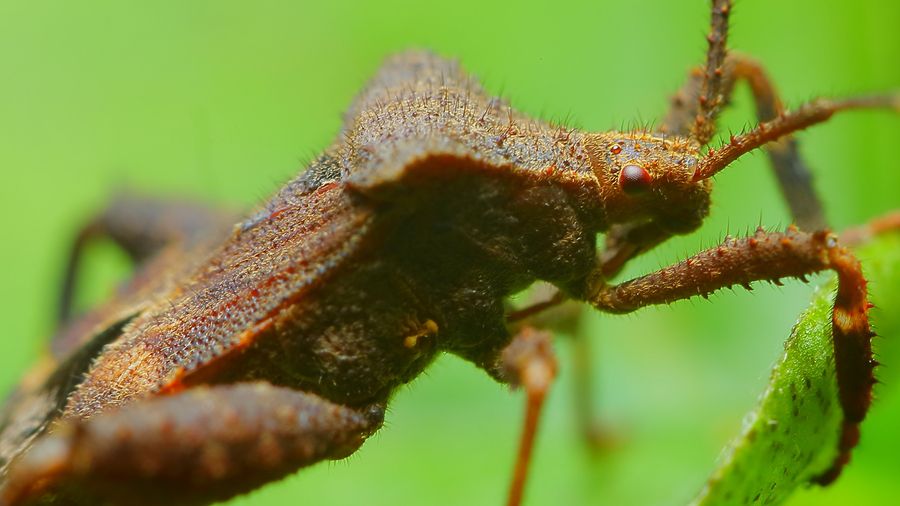 令人闻风丧胆的吸血亲吻虫,每年致100万人感染病毒