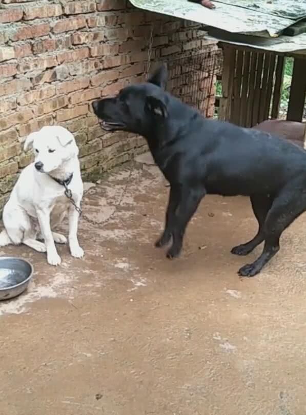 黑狗冲着白狗乱吼,白狗听不下去,扭头过边不屑一顾!