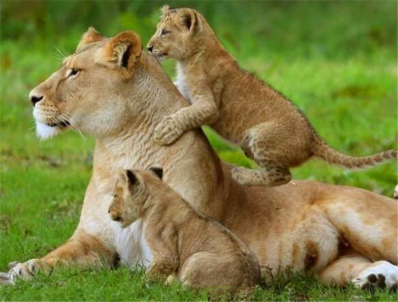 但是幸运的是这只母狮的两个宝宝很是健康,所以母狮子很是开心,看着