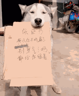 狗狗吃屎被做好自己罚,保证书翻译她有一头金光闪闪中又带着点点