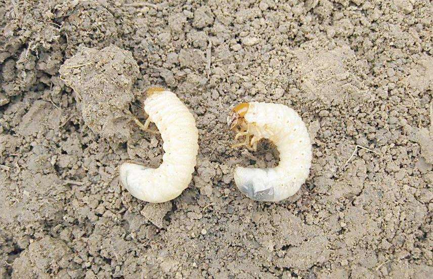 乡坝头的白土蚕作用可多了别小瞧了它