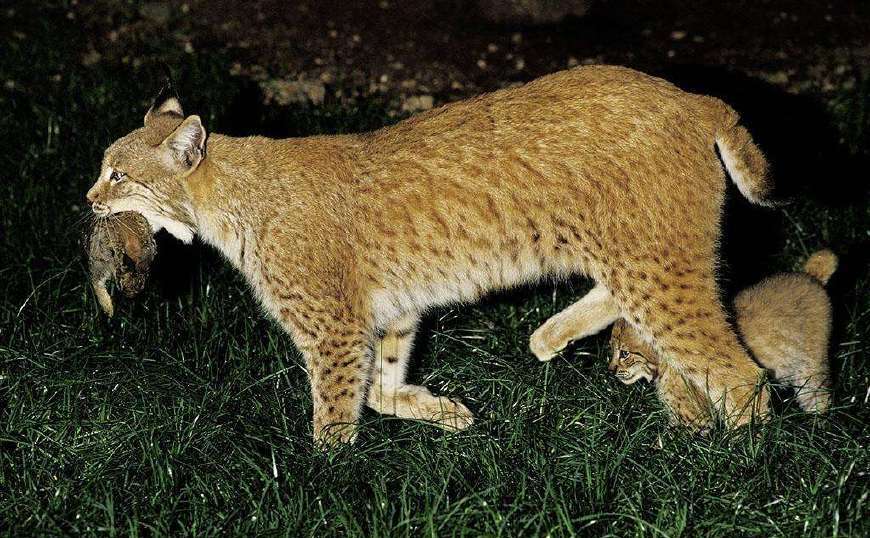 猫科动物:论敏捷猞猁是佼佼者,论颜值就得属它了!|雪豹|猞猁|佼佼者_新浪新闻