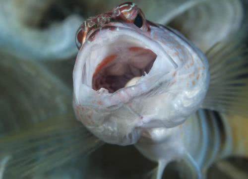 只见它张开嘴舌头上竟然趴着一只吸血的寄生虫.