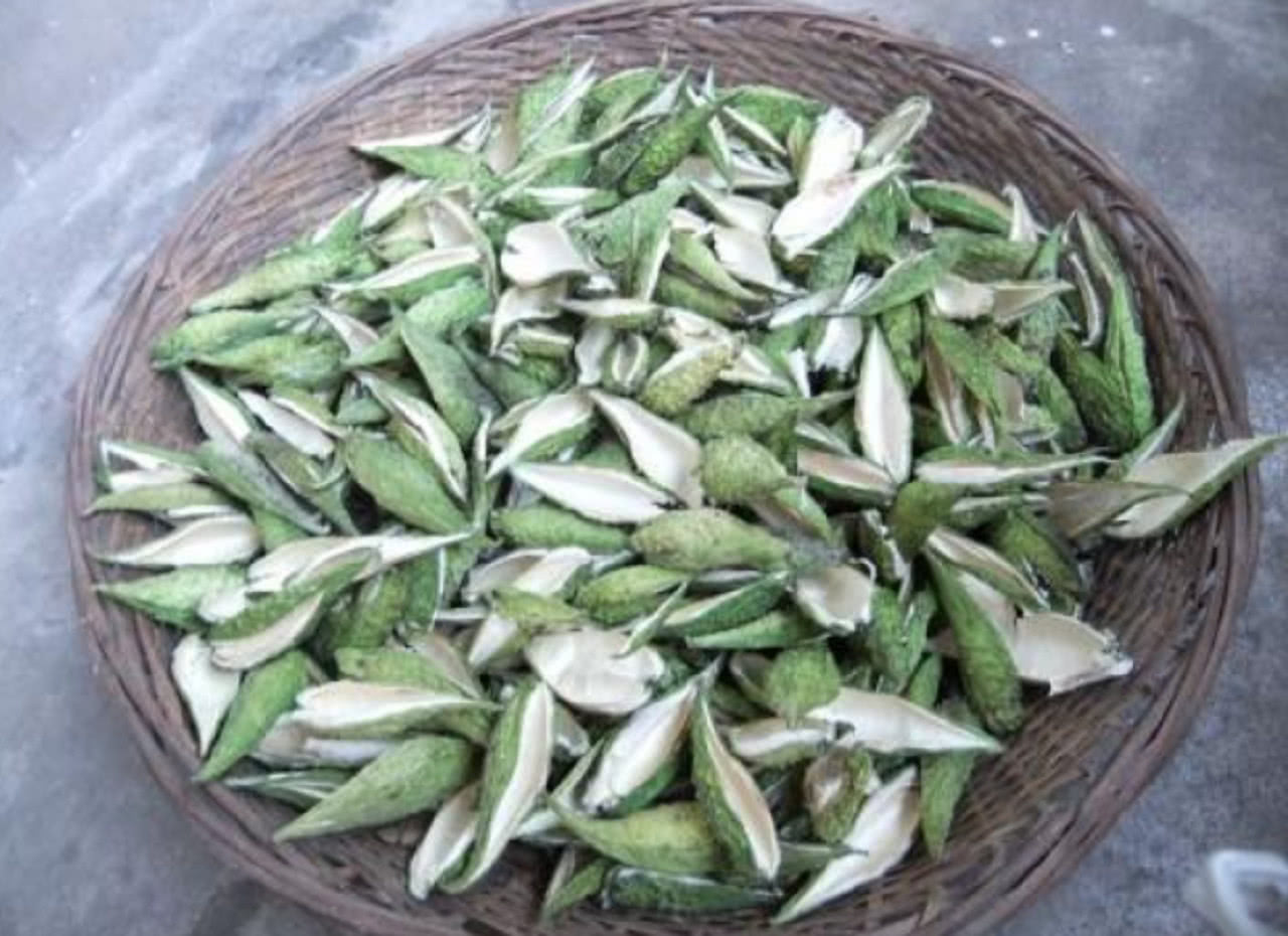 农村有种植物叫"麻雀棺材",见到记得一定要摘回家,有惊喜|草药|麻雀