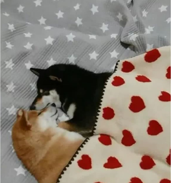 家里养了两只柴犬,每天回来看到它们这样睡觉,女子称这床不要了