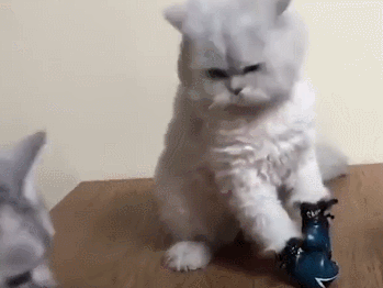 349_262gif 动态图 动图