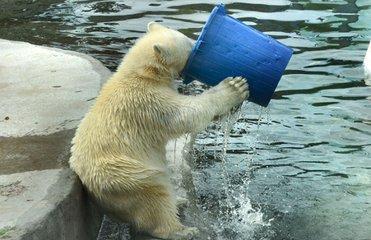 口渴得不得了了,喝点马桶里面的水