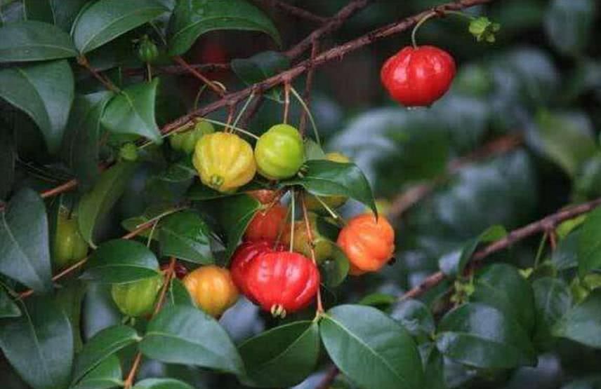 这野味一斤30元,通红好看又好吃,可惜目前国内还没有|红果|植物|果实