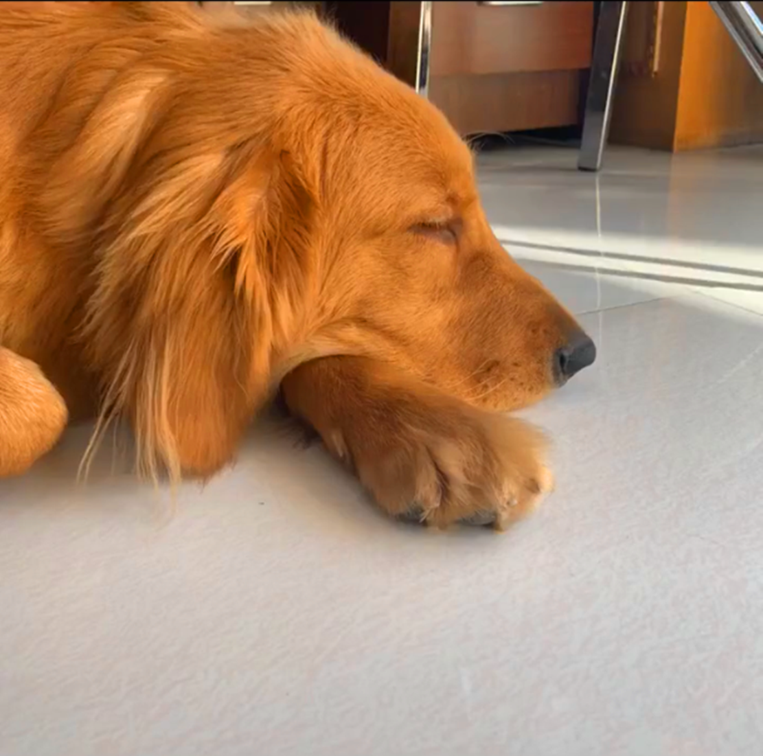 金毛偷吃苹果被抓,藏在嘴里不敢动,狗:我无奈委屈又可怜