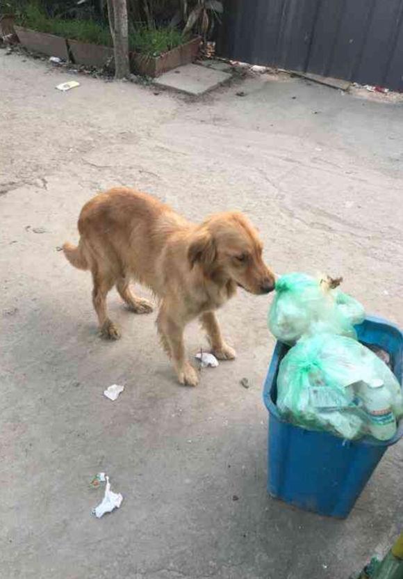 金毛得了皮肤病被丢在大街,它饿坏了在门口的垃圾桶找吃的,心酸