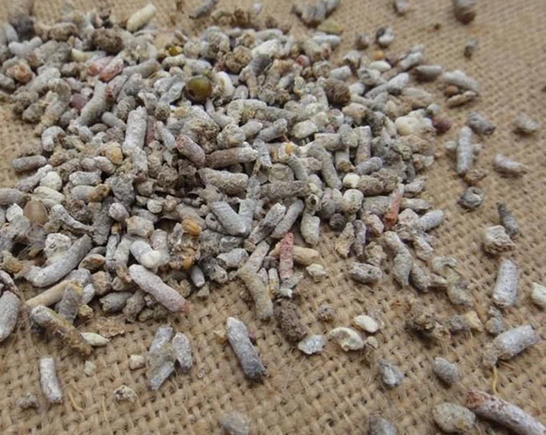 农民最讨厌一种动物它的粪便却能吃俗称白丁香十分珍贵