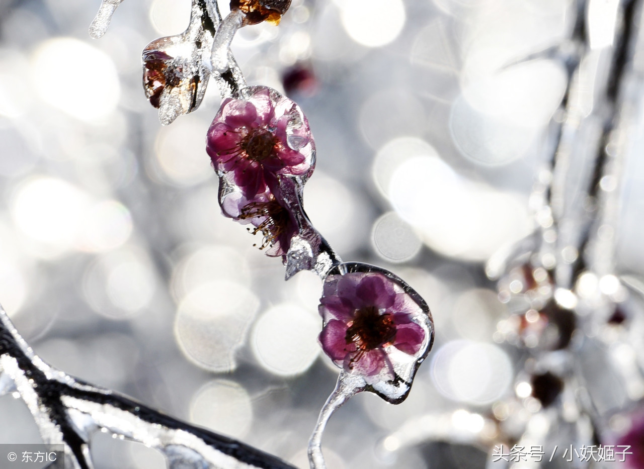 冰冷的冬：梅花|寒梅|红梅|冰雪_新浪新闻