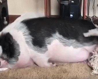 一只猪,每次为了叫猪起床,二哈也是拼了|宠物猪|哈士奇|狗狗_新浪新闻