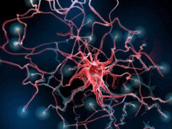 头颅能成功移植,人的大脑能移植吗?|大脑|头颅|神经_新浪网