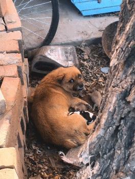 小狗崽被饿死当看到狗妈妈的那双眼睛路人瞬间红了眼