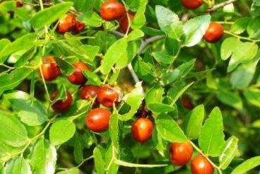 又硬,掉地上才能吃,如今却是酿果酒的好材料|酸枣|枣子|果酒_新浪新闻