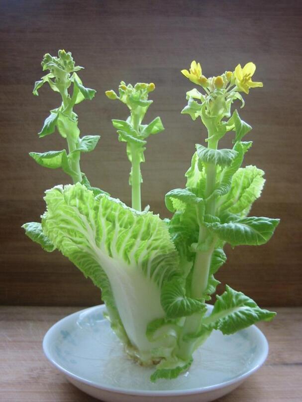 水培蔬菜,有的比盆景还好看!简单的步骤,超级的适合养花懒人养