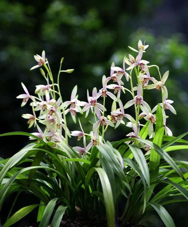 中国兰花的发展历史|兰蕙同心录|兰花|兰蕙_新浪新闻